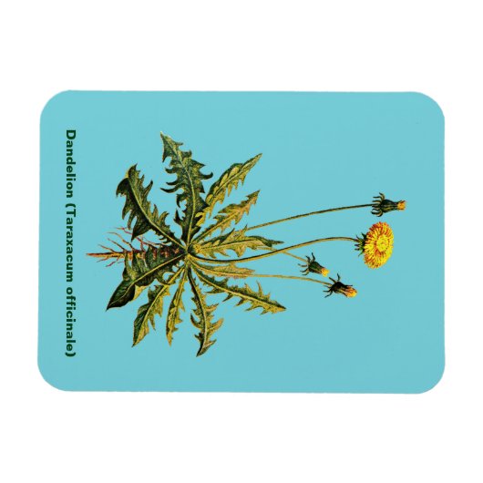 Kronleuchter Magnet (Horizontal)