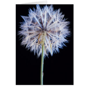 Kronleuchter (Taraxacum Officinale)