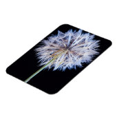 Kronleuchter (Taraxacum Officinale) Magnet (Linke Seite)