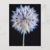 Kronleuchter (Taraxacum Officinale) Postkarte (Vorderseite)