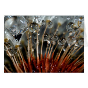 Kronleuchter und Wassertropfen, CA