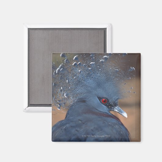 Krontaube Magnet (Vorderseite/Rückseite)