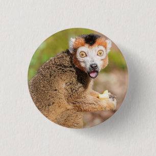 Krönte Lemurs Überraschung: Ein skandinavischer Au Button