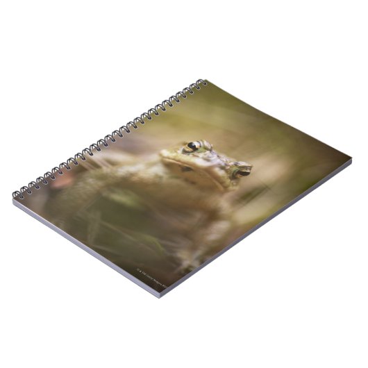 Kröte des Tages Notizblock (Linke Seite)