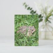 Kröte im Gras Postkarte (Stehend Vorderseite)