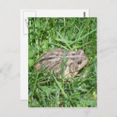 Kröte im Gras Postkarte (Vorne/Hinten)