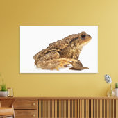 Kröte oder Kröte (Bufo bufo) Leinwanddruck (Insitu (Wohnzimmer))