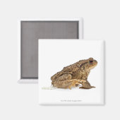 Kröte oder Kröte (Bufo bufo) Magnet (Vorderseite/Rückseite)