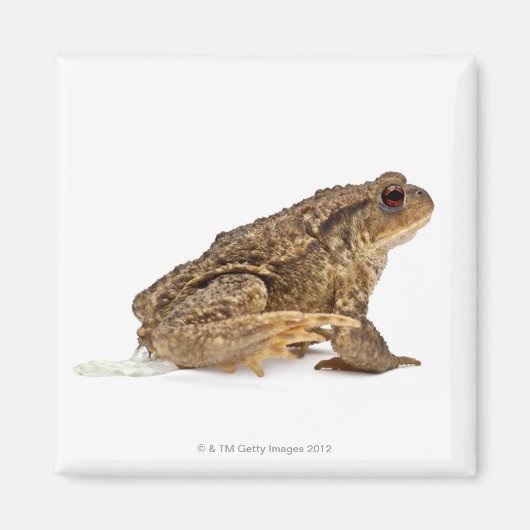 Kröte oder Kröte (Bufo bufo) Magnet (Vorne)