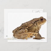 Kröte oder Kröte (Bufo bufo) Postkarte (Vorne/Hinten)