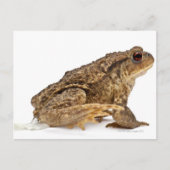 Kröte oder Kröte (Bufo bufo) Postkarte (Vorderseite)