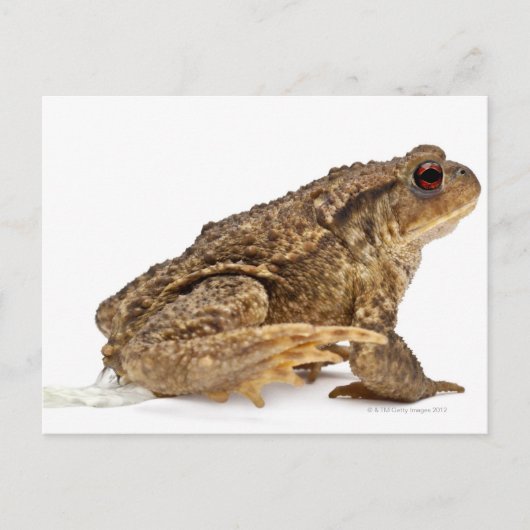 Kröte oder Kröte (Bufo bufo) Postkarte (Vorderseite)