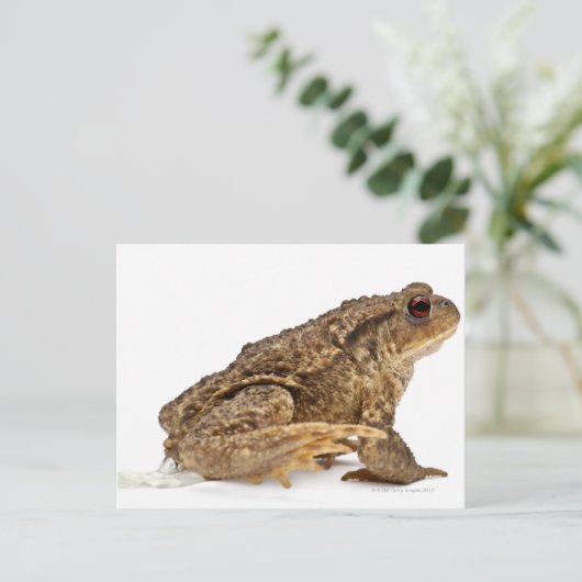 Kröte oder Kröte (Bufo bufo) Postkarte (Stehend Vorderseite)