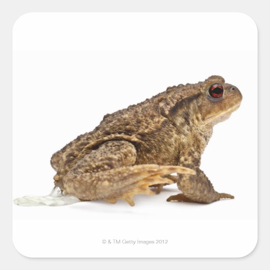 Kröte oder Kröte (Bufo bufo) Quadratischer Aufkleber (Vorderseite)