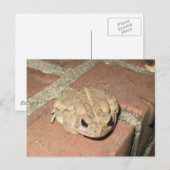 Kröten-Frosch-Postkarte Postkarte (Vorne/Hinten)