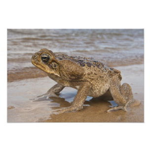 Krötenechse Rhinella marina, früher Bufo Fotodruck