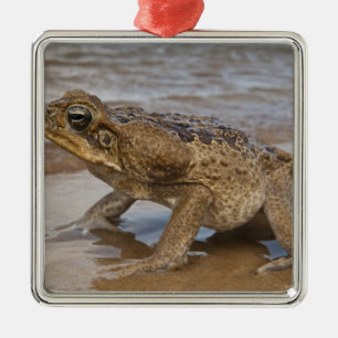 Krötenechse Rhinella marina, früher Bufo Ornament Aus Metall