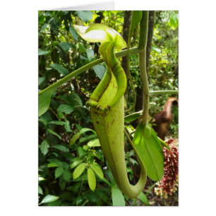 Krug-Pflanzen-Fleisch fressende Pflanzen