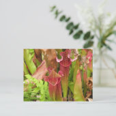 Krug-Pflanzen Postkarte (Stehend Vorderseite)