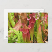 Krug-Pflanzen Postkarte (Vorne/Hinten)