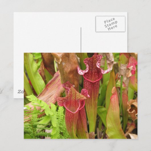 Krug-Pflanzen Postkarte (Vorne/Hinten)