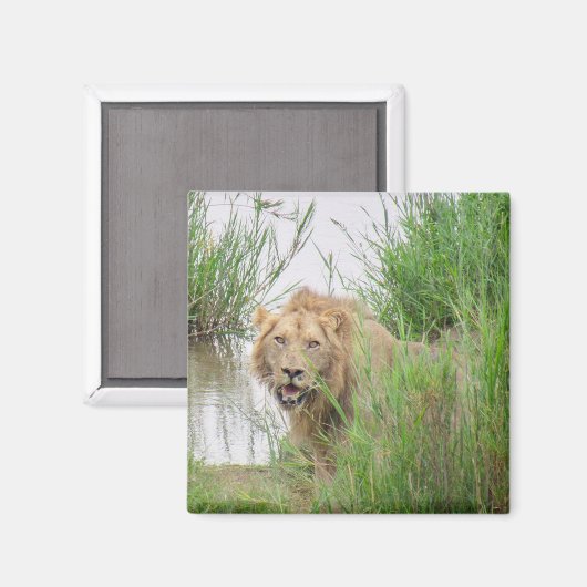 Kruger Magnet (Vorderseite/Rückseite)