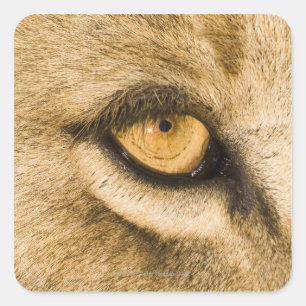 Kruger Nationalpark, der Limpopo-Provinz Quadratischer Aufkleber