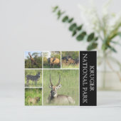 Krüger Nationalpark Postkarte (Stehend Vorderseite)