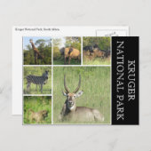 Krüger Nationalpark Postkarte (Vorne/Hinten)