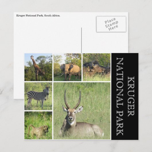 Krüger Nationalpark Postkarte (Vorne/Hinten)
