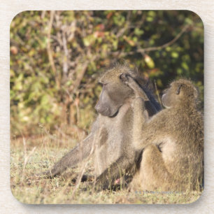 Kruger Nationalpark, Südafrika Getränkeuntersetzer
