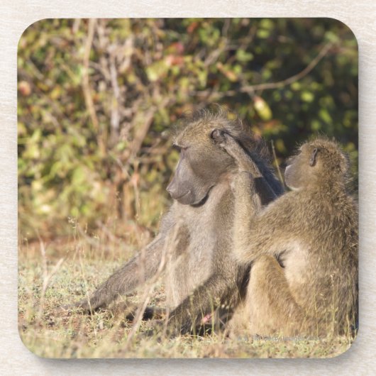 Kruger Nationalpark, Südafrika Getränkeuntersetzer (Vorderseite)