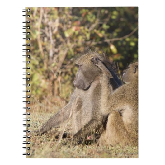 Kruger-Nationalpark, Südafrika Notizblock (Vorderseite)