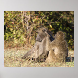 Kruger-Nationalpark, Südafrika Poster
