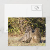 Kruger-Nationalpark, Südafrika Postkarte (Vorne/Hinten)
