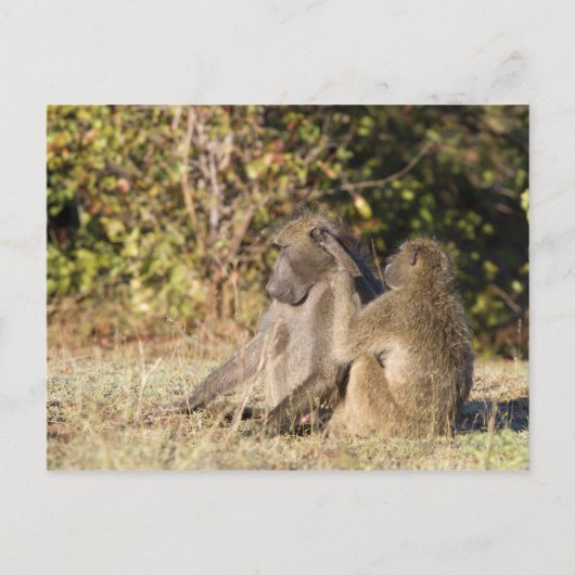 Kruger-Nationalpark, Südafrika Postkarte (Vorderseite)