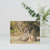 Kruger-Nationalpark, Südafrika Postkarte (Stehend Vorderseite)