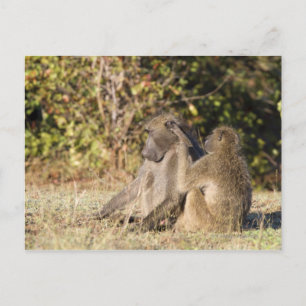Kruger-Nationalpark, Südafrika Postkarte