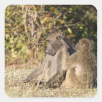 Kruger-Nationalpark, Südafrika
