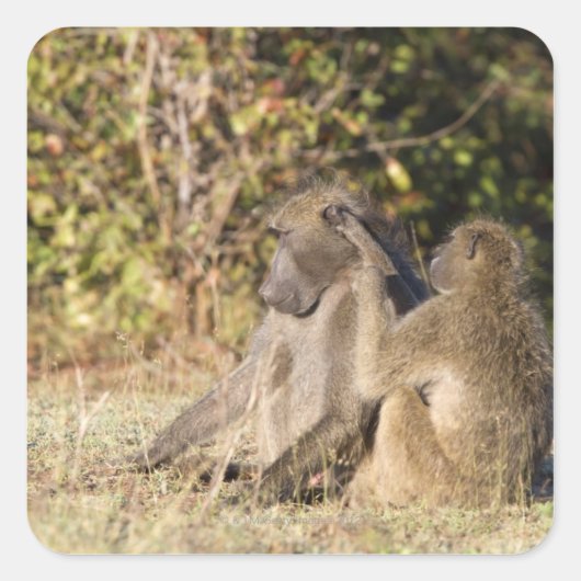 Kruger-Nationalpark, Südafrika Quadratischer Aufkleber (Vorderseite)