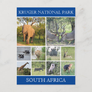 Krüger np wild postkarte