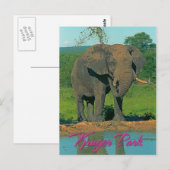 Krüger Park, Südafrika Postkarte (Vorne/Hinten)