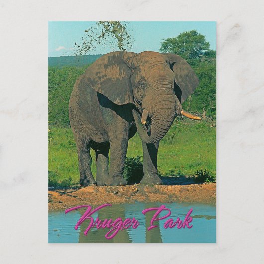 Krüger Park, Südafrika Postkarte (Vorderseite)