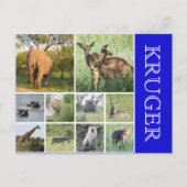 Krüger Safari Postkarte (Vorderseite)
