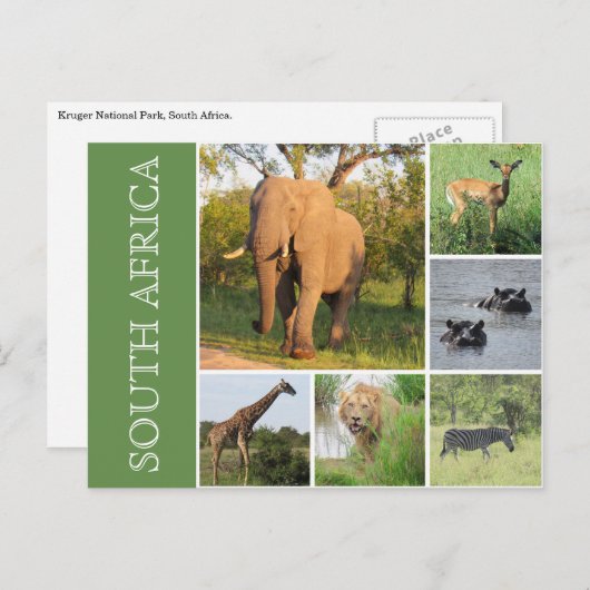 Kruger Südafrika Postkarte (Vorne/Hinten)