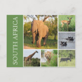 Kruger Südafrika Postkarte (Vorderseite)