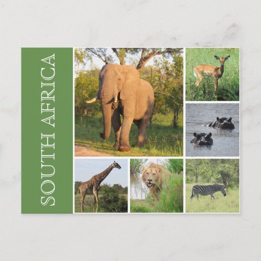 Kruger Südafrika Postkarte (Vorderseite)