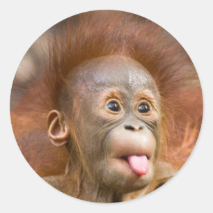 Krummer Tour 2 Runder Aufkleber