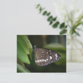 Krustenschmetterling Postkarte (Stehend Vorderseite)
