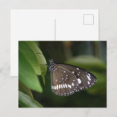 Krustenschmetterling Postkarte (Vorne/Hinten)